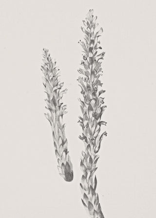 Hay Stem Sketch