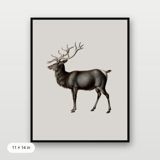 Reindeer