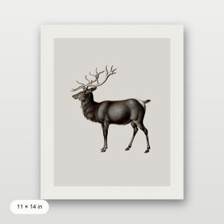 Reindeer