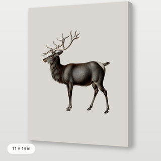 Reindeer