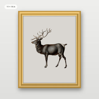 Reindeer