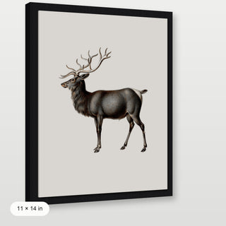 Reindeer
