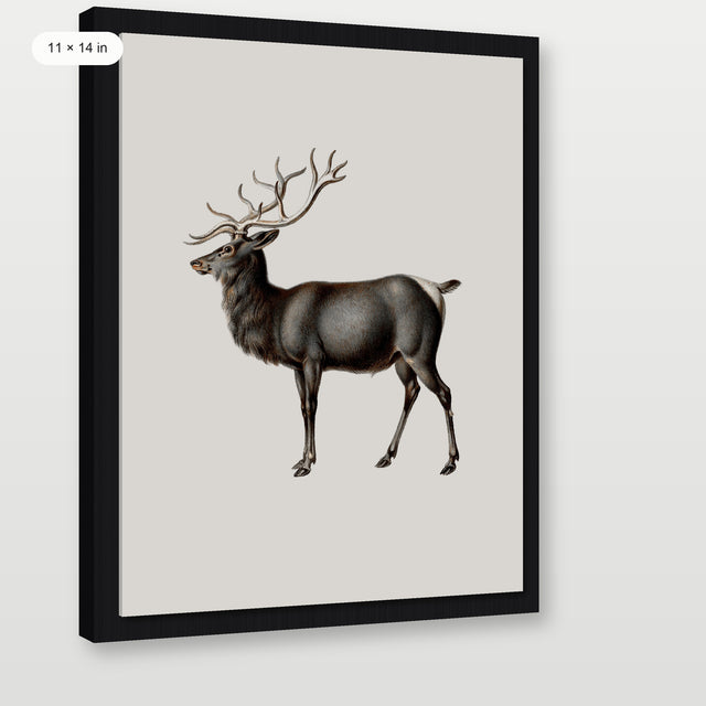 Reindeer, Black Floater Frame