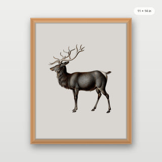 Reindeer