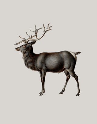 Reindeer