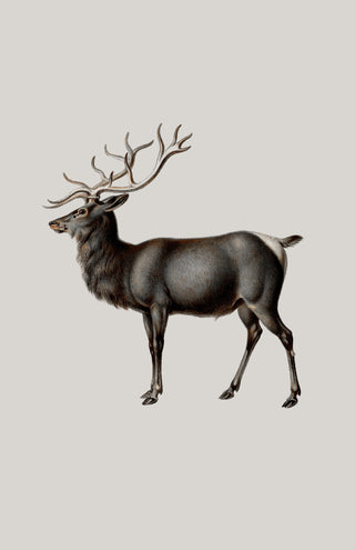 Reindeer