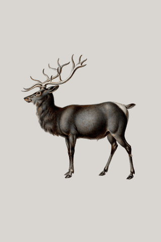 Reindeer