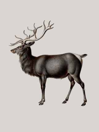 Reindeer