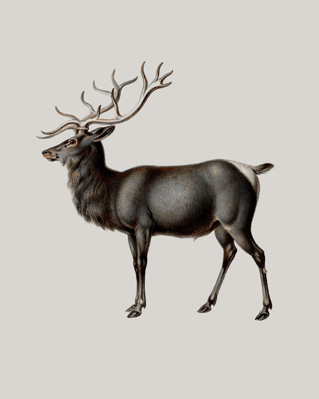 Reindeer, Full Bleed