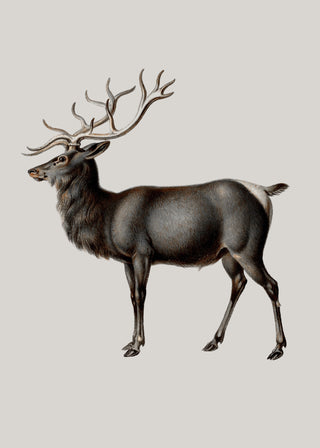 Reindeer