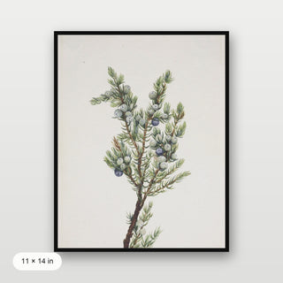 Winter Pine Branch