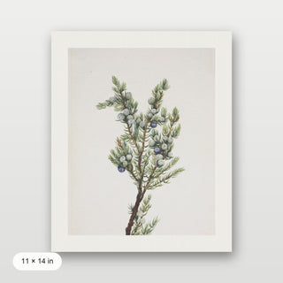 Winter Pine Branch