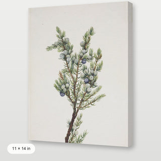 Winter Pine Branch