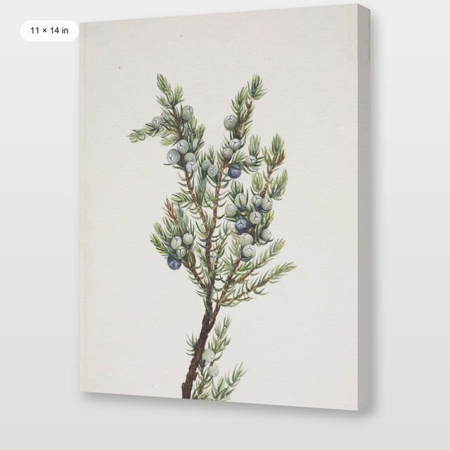 Winter Pine Branch, Gallery Wrap