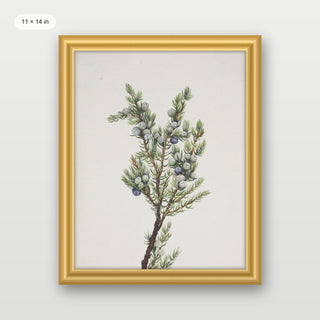 Winter Pine Branch