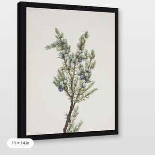 Winter Pine Branch