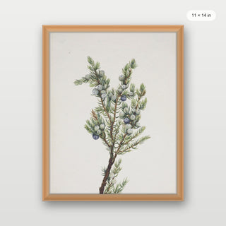 Winter Pine Branch