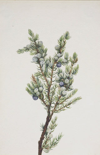Winter Pine Branch