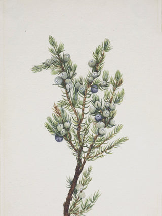 Winter Pine Branch