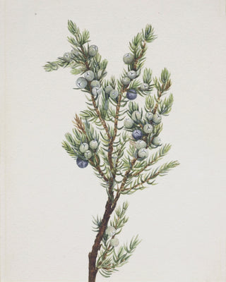 Winter Pine Branch