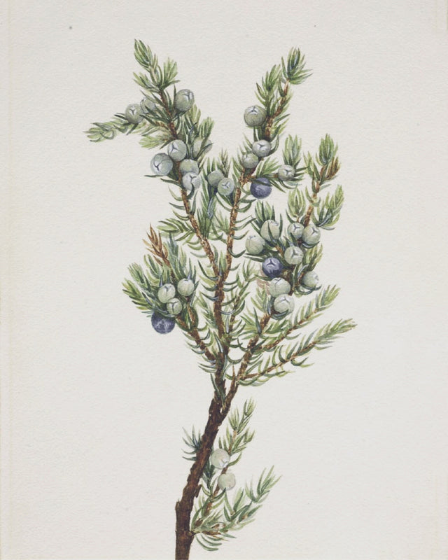 Winter Pine Branch, Full Bleed