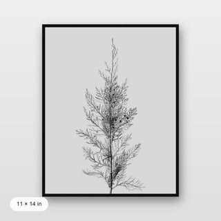 Pine Tree Top