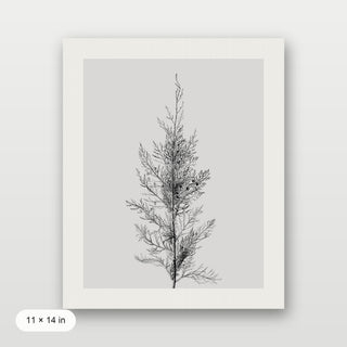 Pine Tree Top
