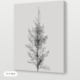 Pine Tree Top