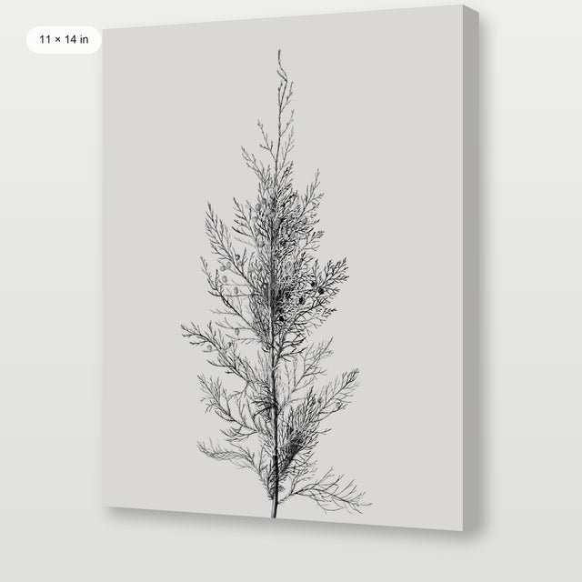 Pine Tree Top, Gallery Wrap