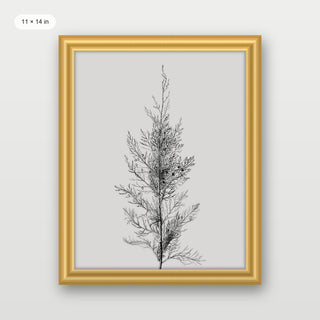 Pine Tree Top