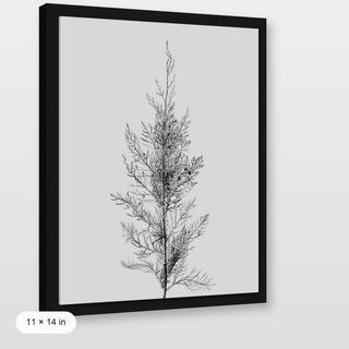 Pine Tree Top