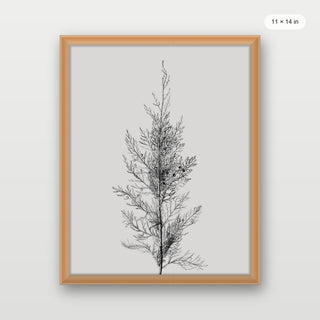 Pine Tree Top