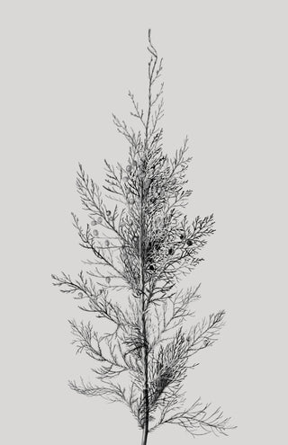Pine Tree Top