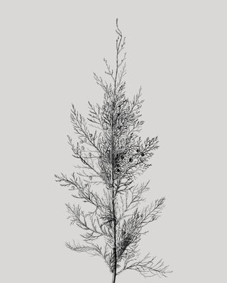 Pine Tree Top