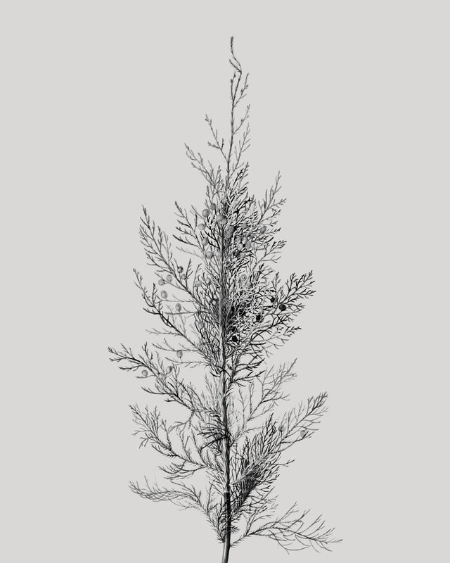 Pine Tree Top, Full Bleed