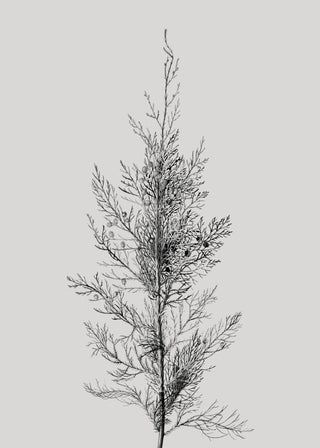 Pine Tree Top