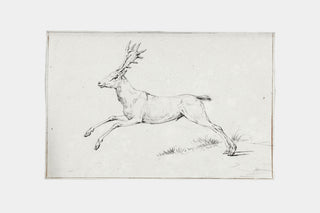 Reindeer Sketch
