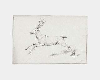 Reindeer Sketch