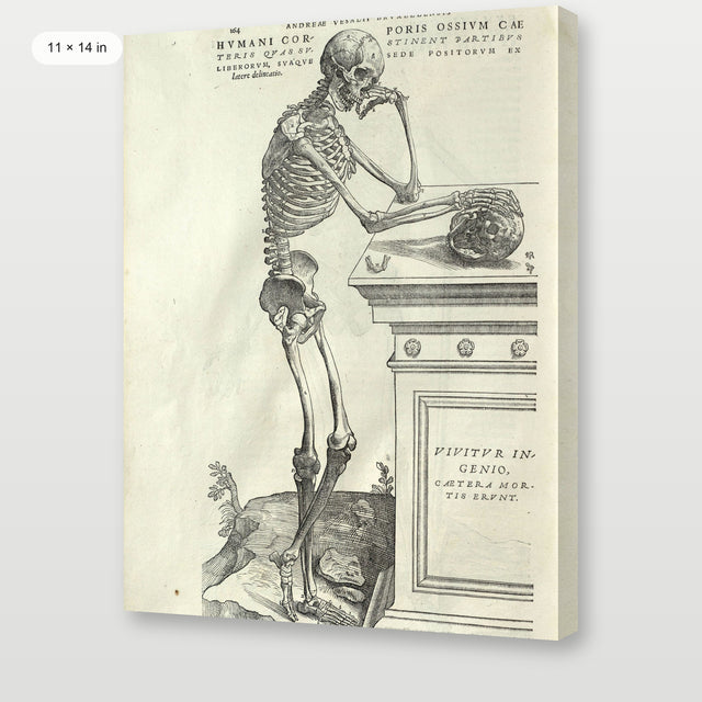 Vesalius - Human Anatomy, Gallery Wrap