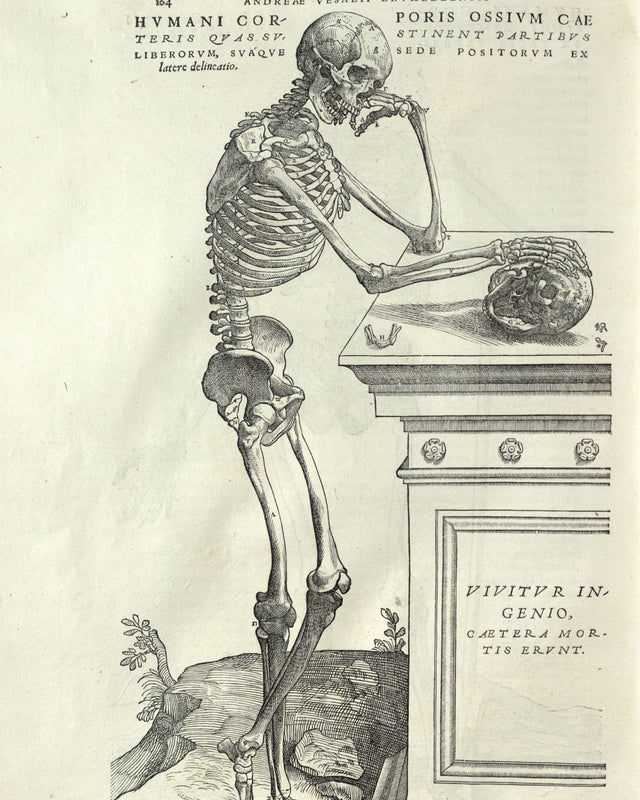 Vesalius - Human Anatomy, Full Bleed