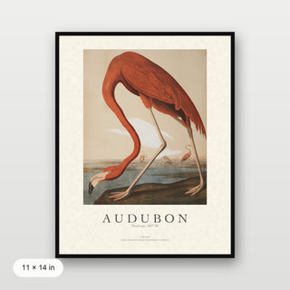Audubon - Flamingo