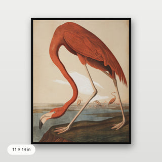 Audubon - Flamingo