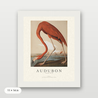 Audubon - Flamingo