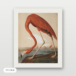 Audubon - Flamingo