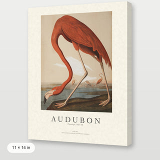 Audubon - Flamingo