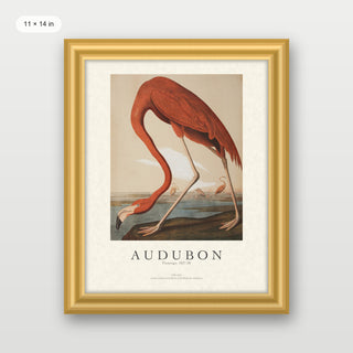 Audubon - Flamingo