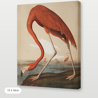 Audubon - Flamingo
