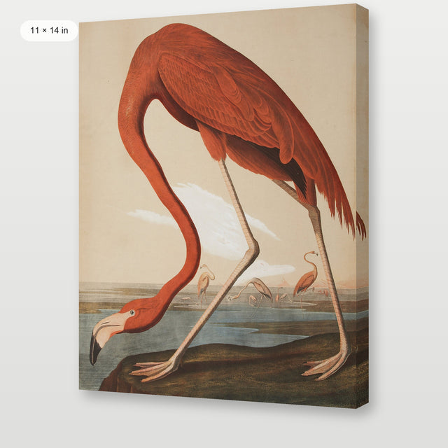Audubon - Flamingo, Gallery Wrap