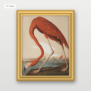 Audubon - Flamingo