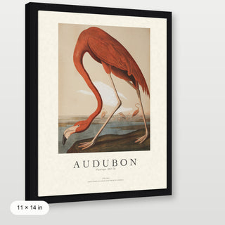 Audubon - Flamingo